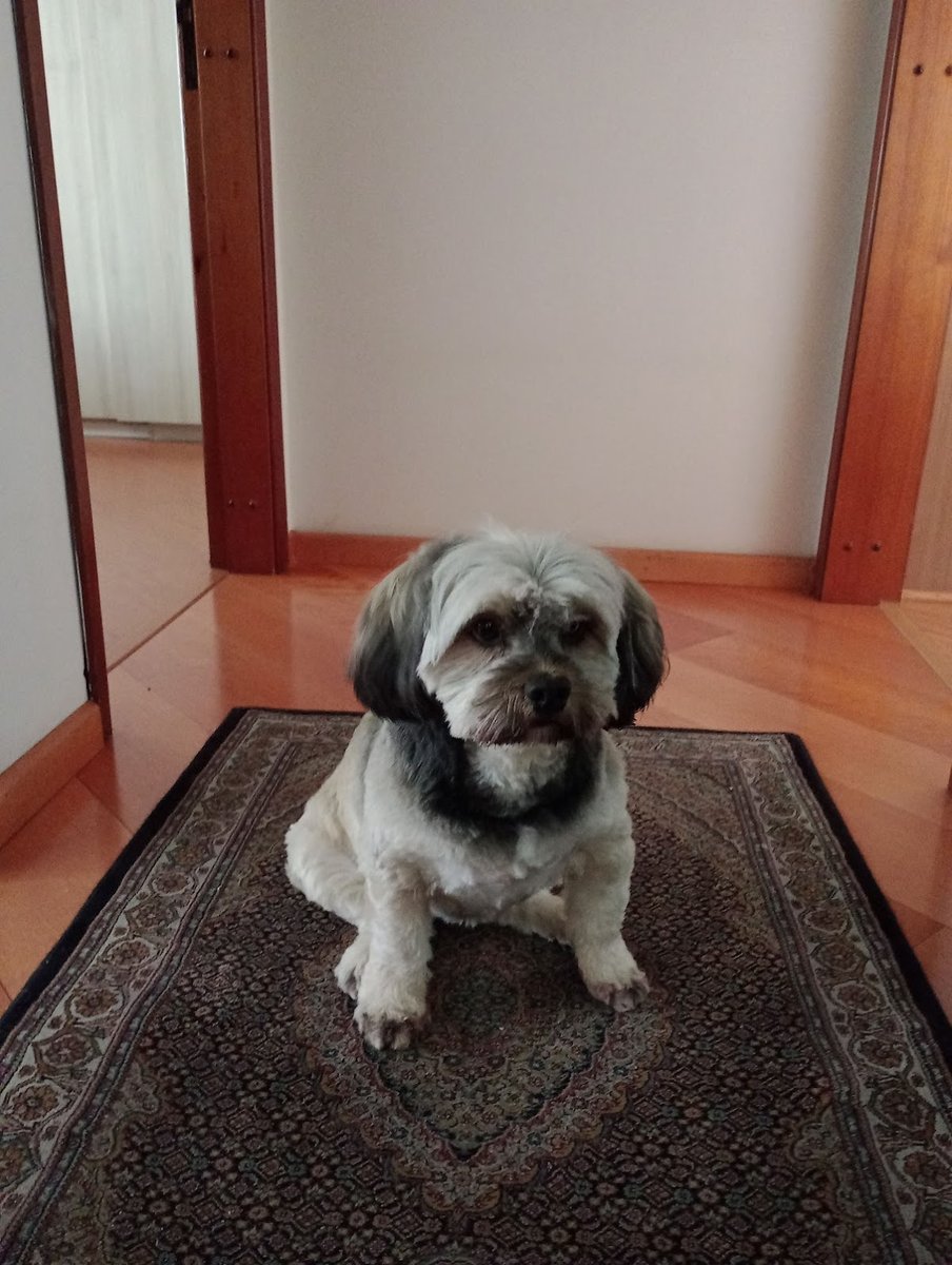 Consultório Veterinário Amigo Animal