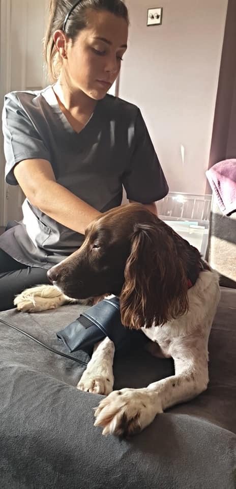 West Midland Veterinary Physiotherapy - Photo 2