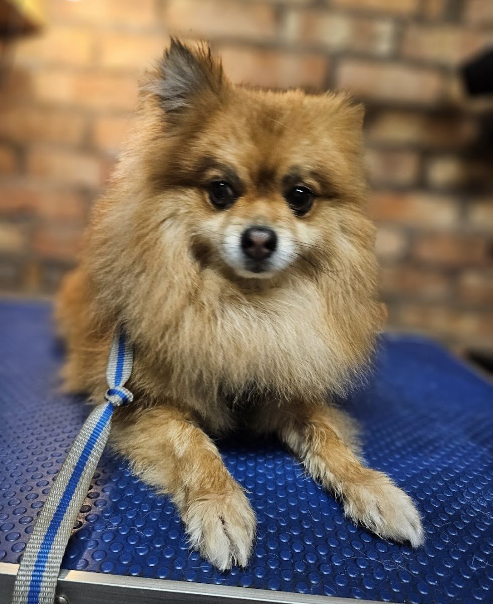 Woody's Pet Services - Photo 2