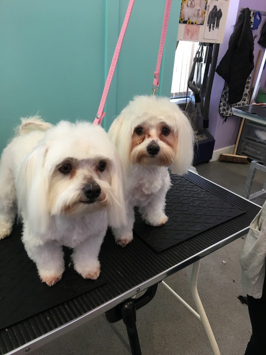 Shampoodles - Photo 2