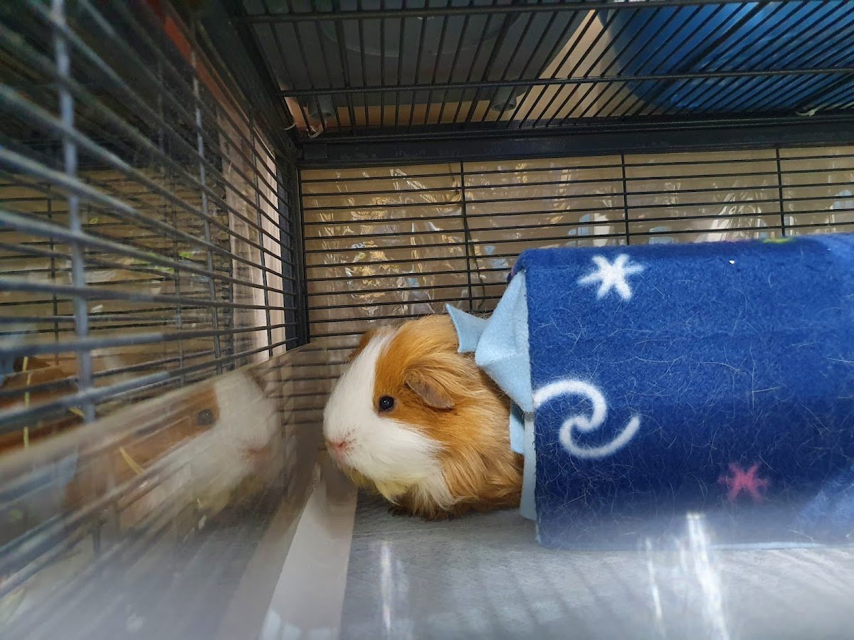 WheekyCavies - Photo 2