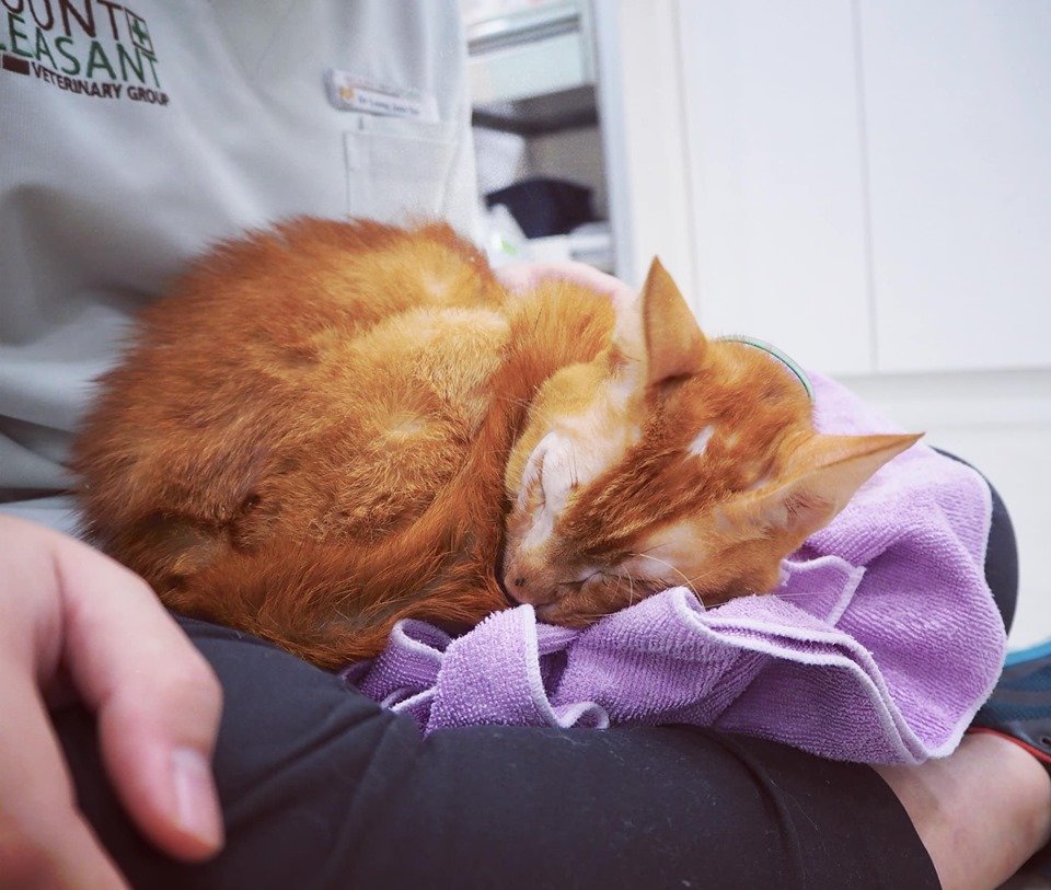 Mount Pleasant Veterinary Group (Clementi) - Photo 2