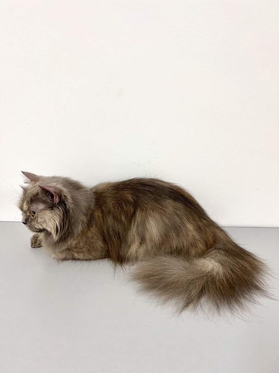 NHPurrfect - Photo 2