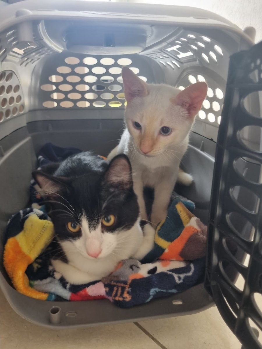 Cantinho Do Vira-Lata