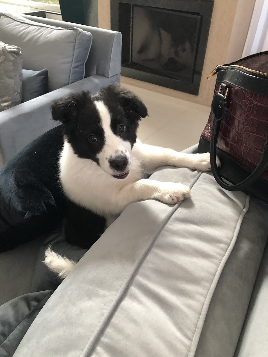 Gross Clínica Veterinária