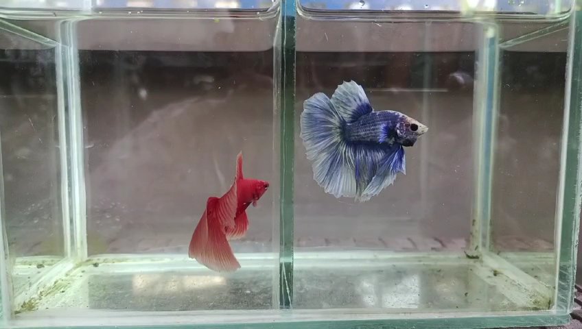 CM mini petshop - Photo 2