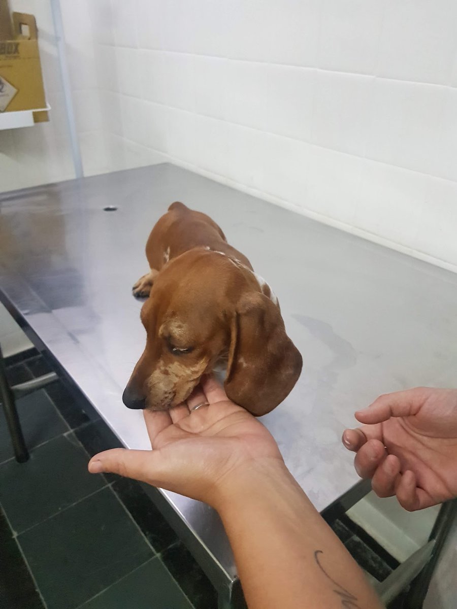 Consultório Veterinário São Lázaro - Pet Shop em Curitiba