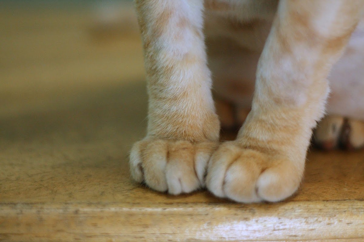 Cat Mania - Pet Shop em Curitiba