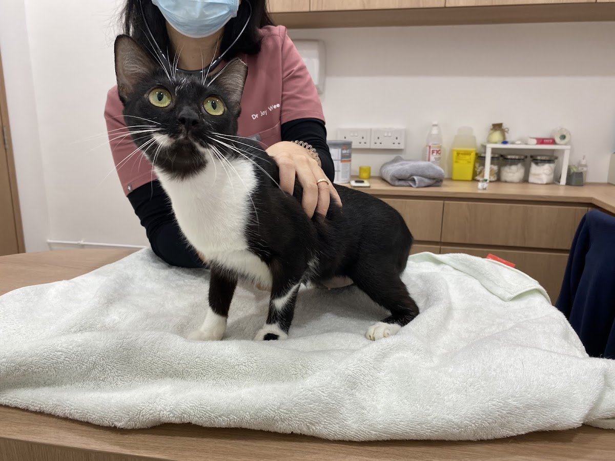KAI VETS - Photo 2