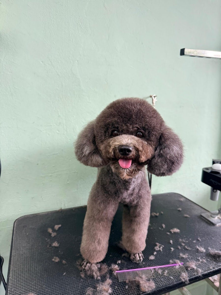 The Grooming Table - Photo 2
