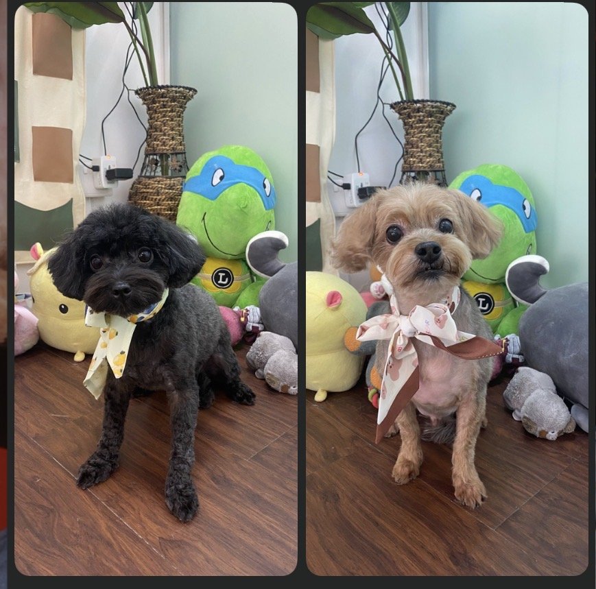 Pets' Mark - Photo 2
