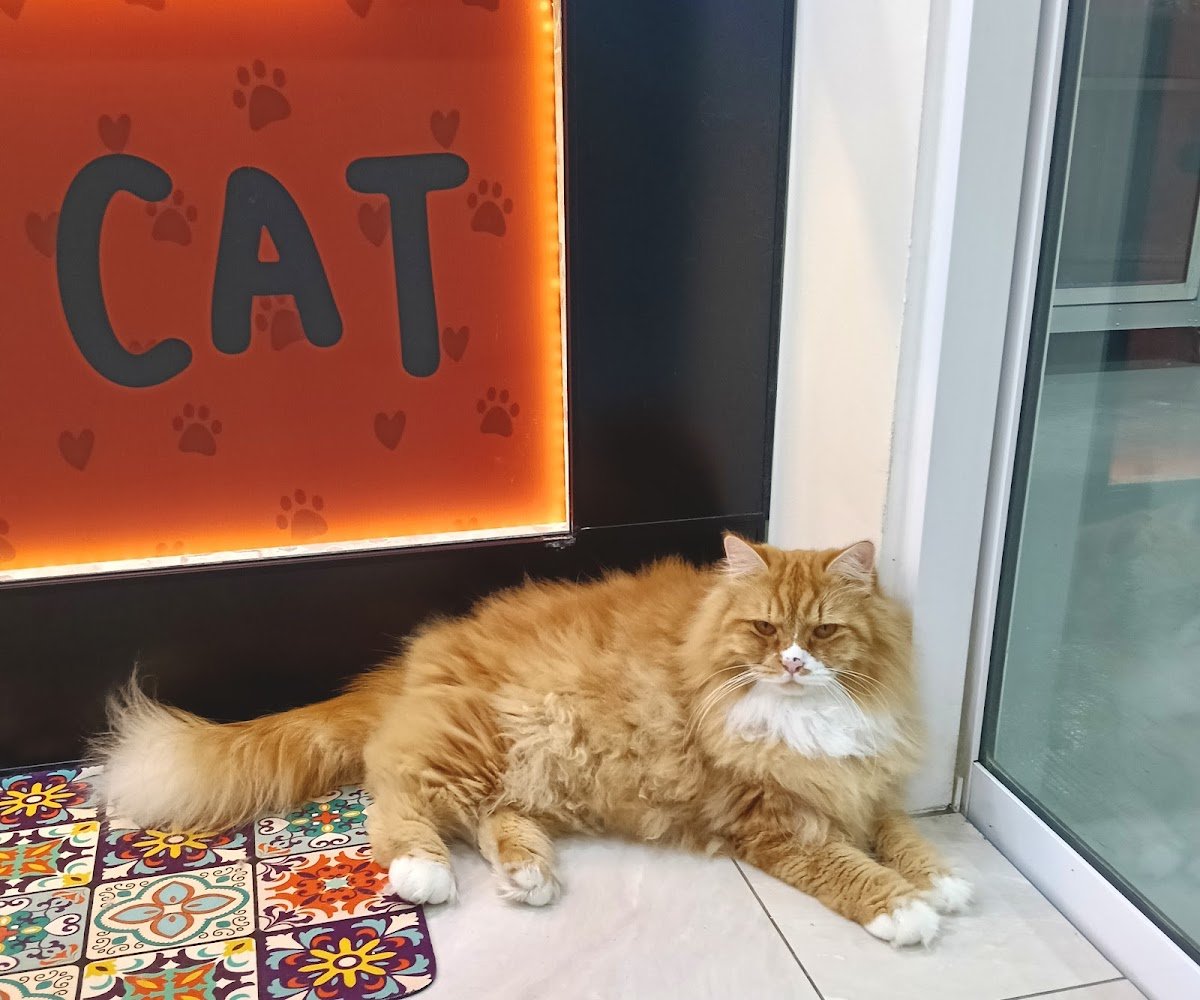 Jebatz Villa Cat - Photo 2