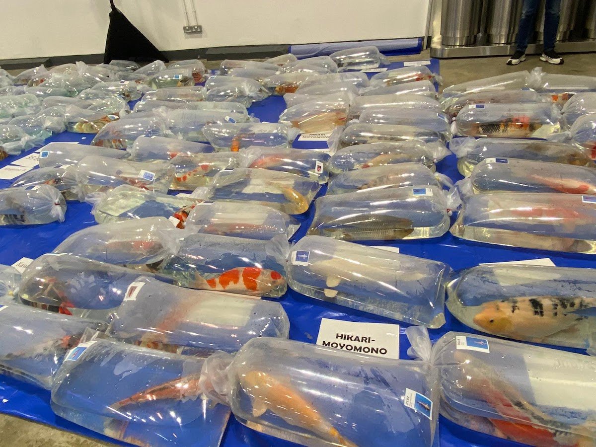FishyHub - Photo 2