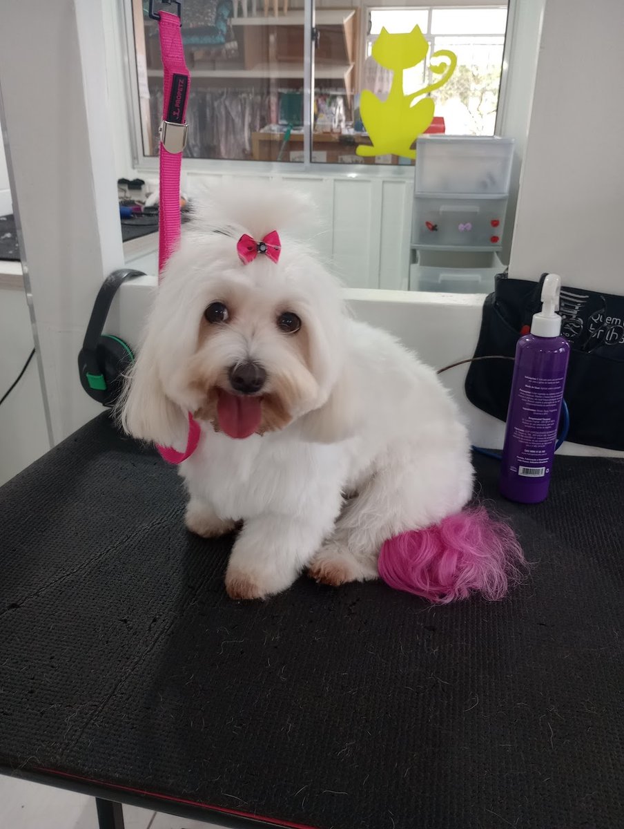 Veterinária Santa Maria