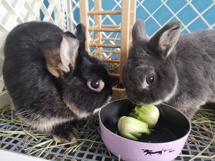 Angie's Pets - Photo 2
