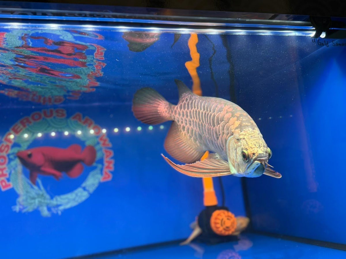 Prosperous Aquatic - Photo 2