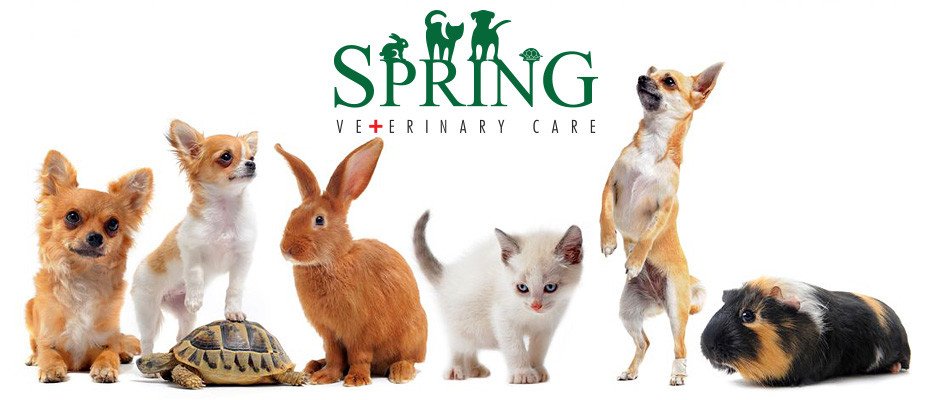 Spring Veterinary Care - Photo 2