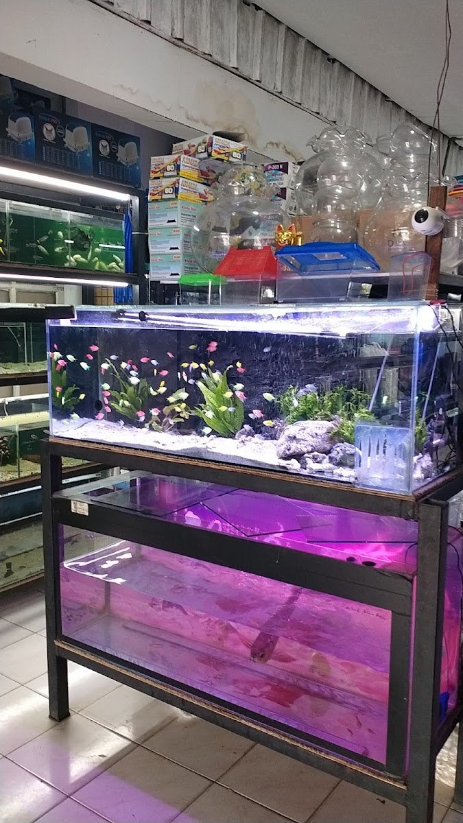Nice aquarium - Photo 2