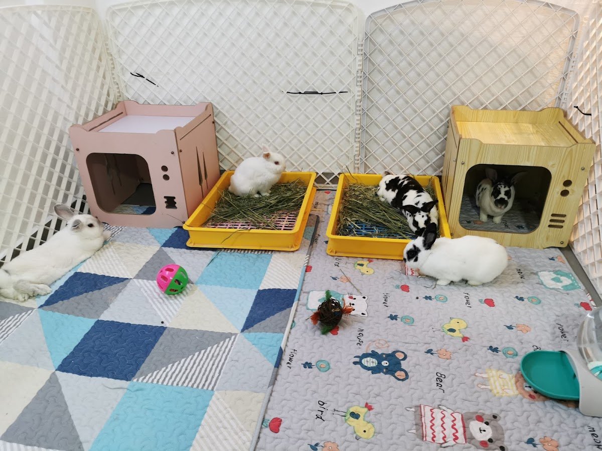 Bunnify Rabbit Boarding - Photo 2