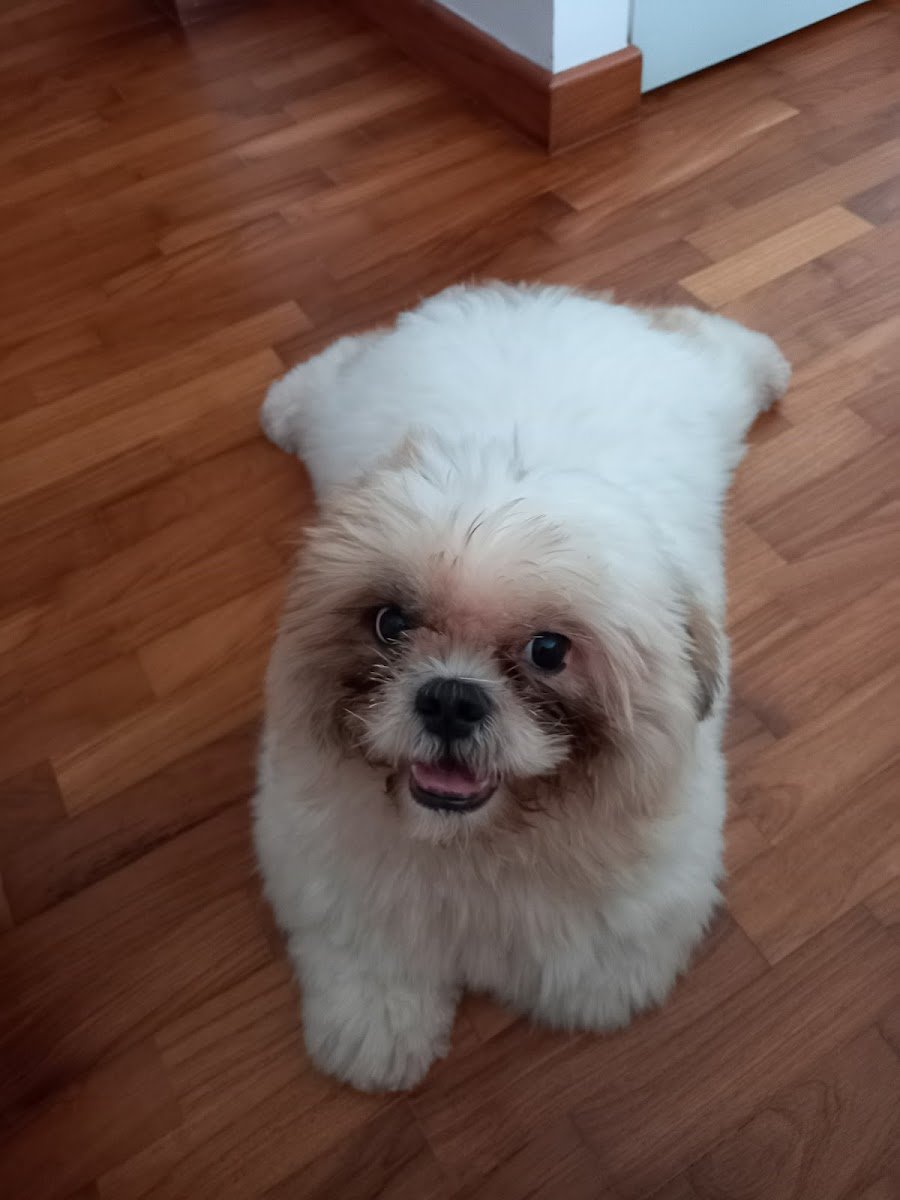 Dogs Only - Photo 2