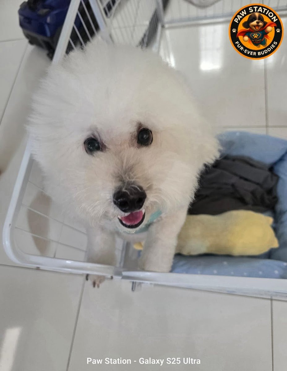 Paw Station Pet Services - Photo 2