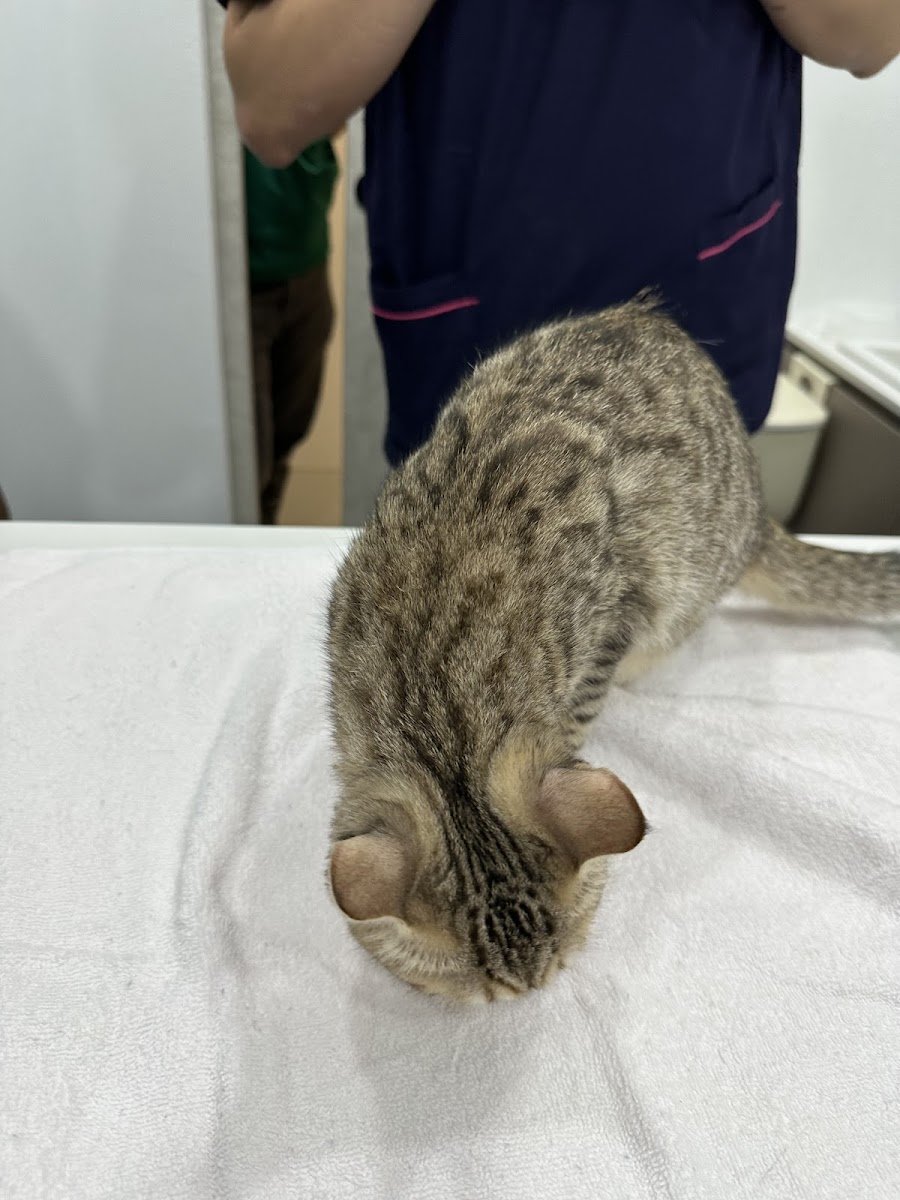 Infinity Veterinary Centre - Photo 2