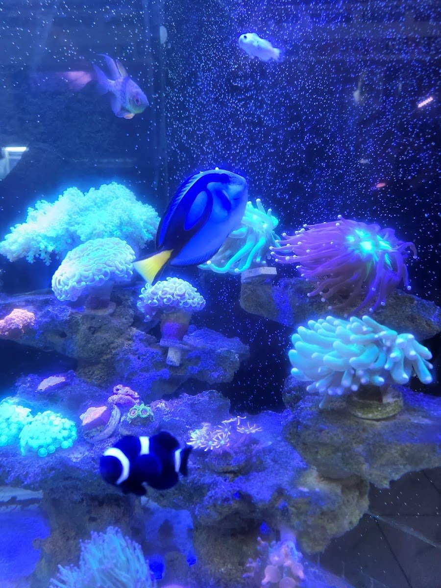 New Oasis Tropical Fish - Photo 2