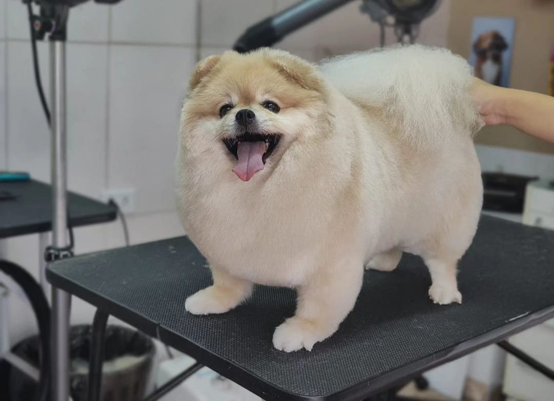 Pet Shop Golden Dog