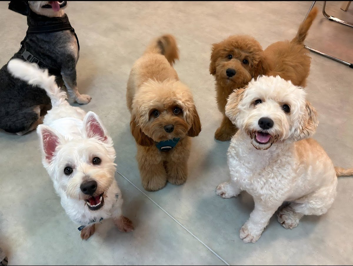 Pawsh Club - Premium dog daycare, boarding, grooming and party services - Photo 2