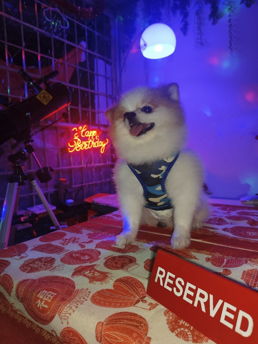 Pet'$ Gallery - Photo 2