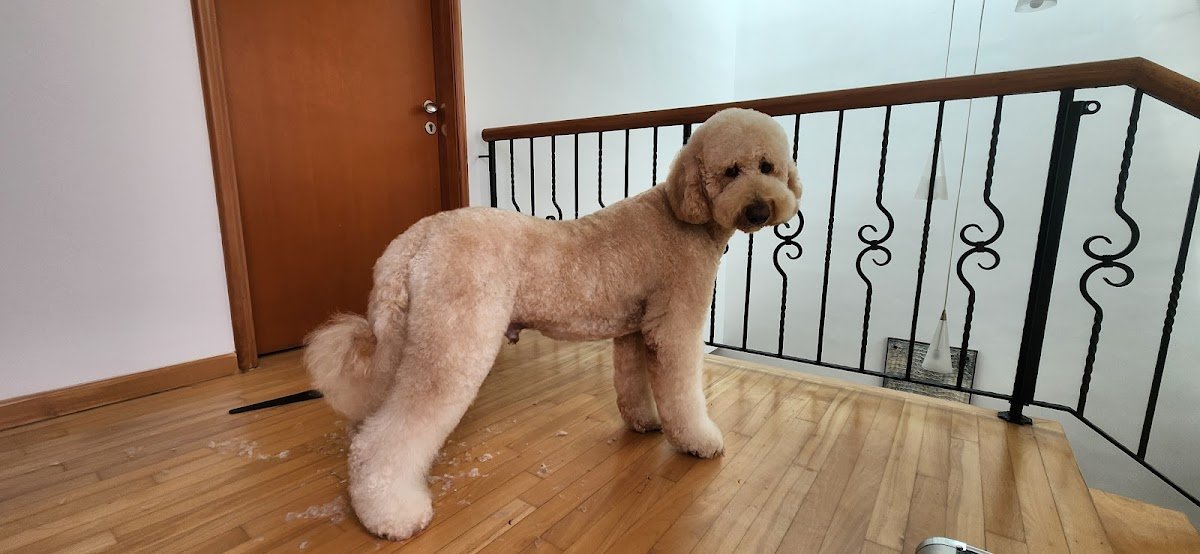 June's Mobile Pet Grooming - Photo 2