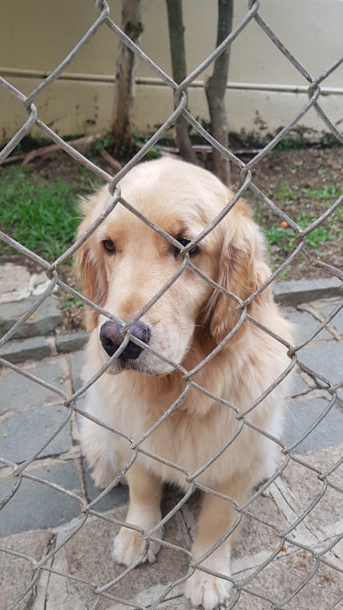 São Chico Clínica Veterinária