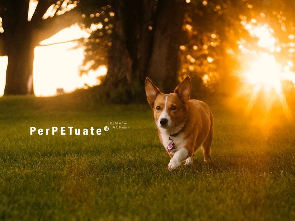 PerPETuate - Foto 4