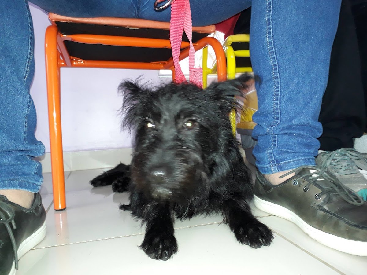 Baby Dog Cliníca Veterinária - Pet Shop em Curitiba