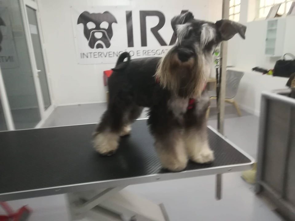 IRAvet - Foto 2