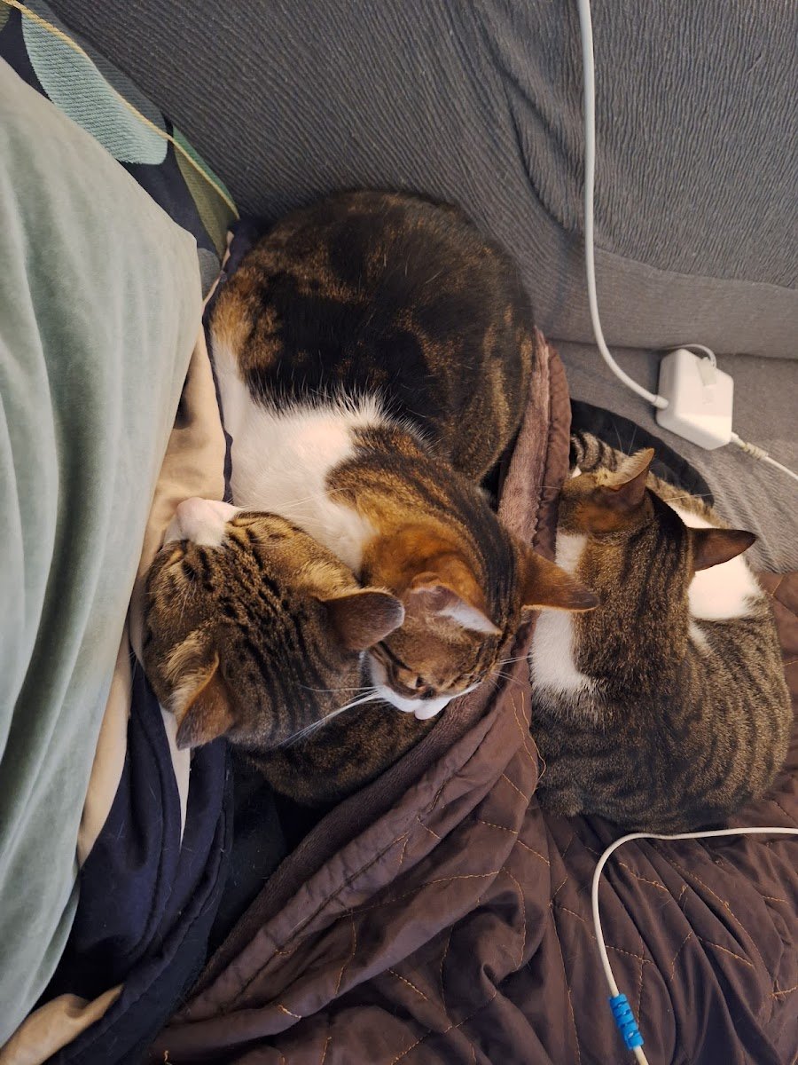 Animais da Serra - Foto 2
