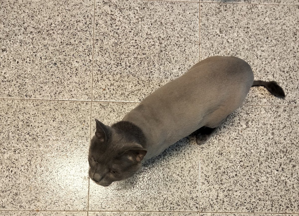 Look Canino e Felino - Foto 2