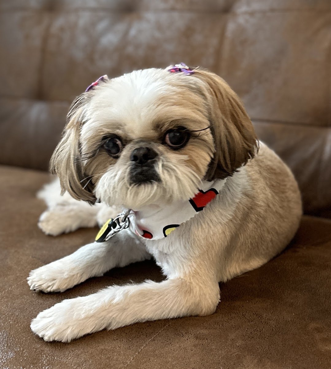 Groom & Coffee - Pet Grooming - Pet Shop - Foto 2