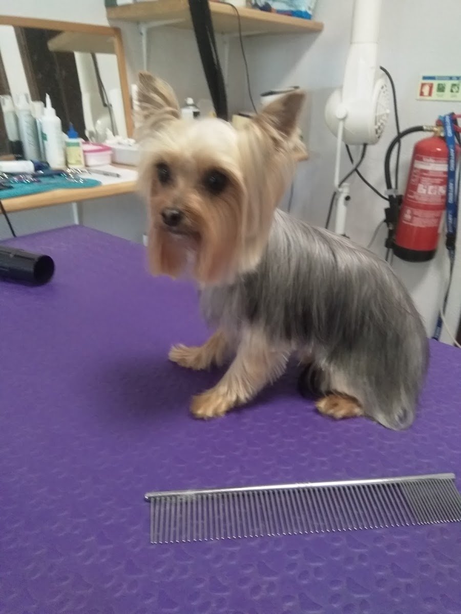 Banhos e Mimos Pet Spa - Foto 2