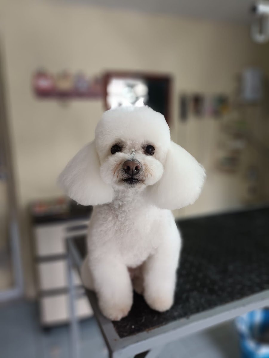 Dog paradise - Foto 2
