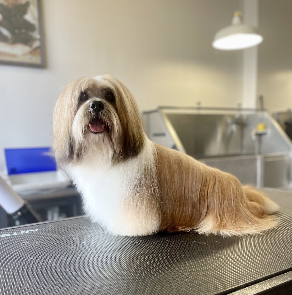 Dom Bichon - Foto 2