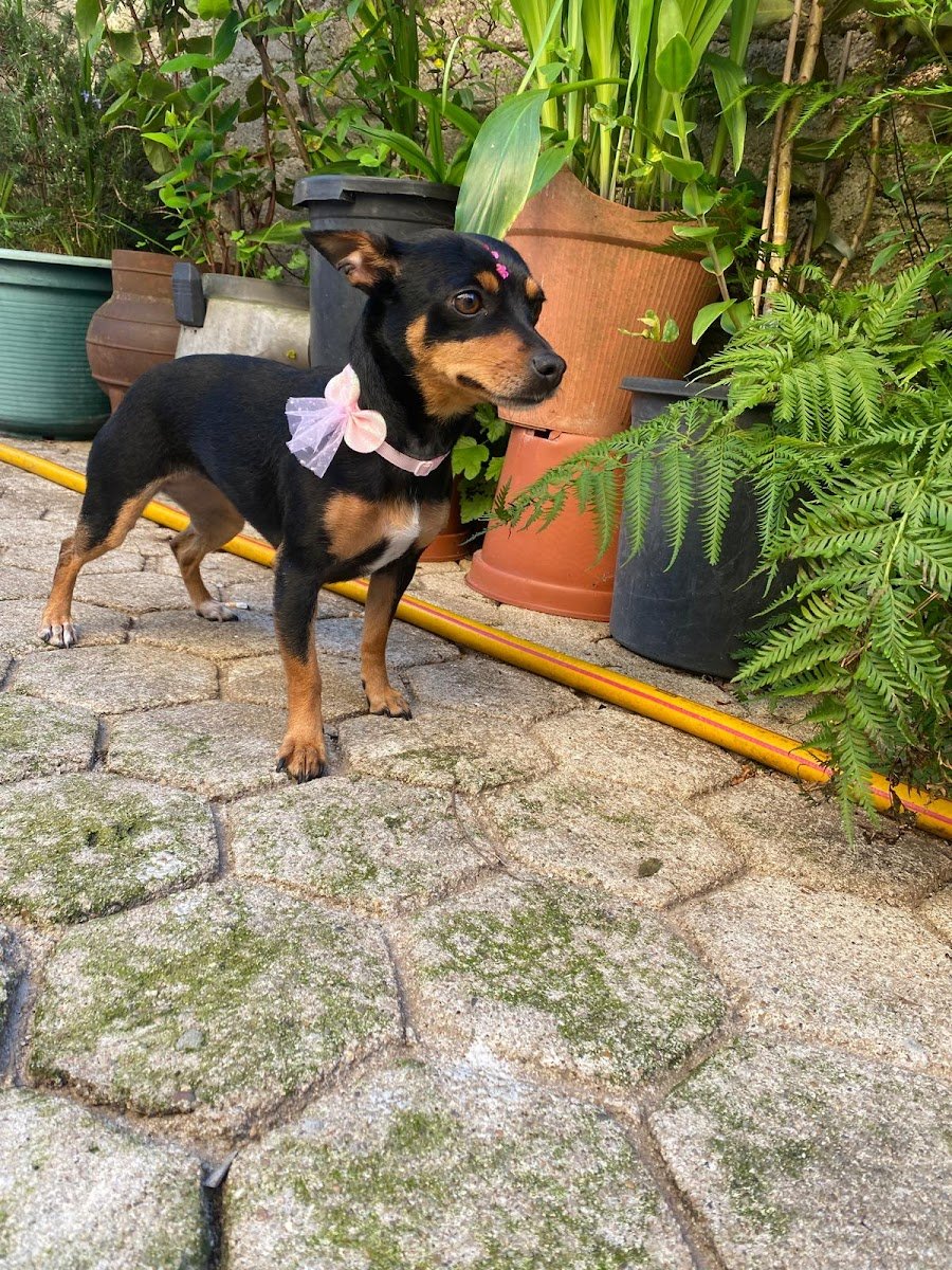 Tia Tita Dogsalon - Foto 2