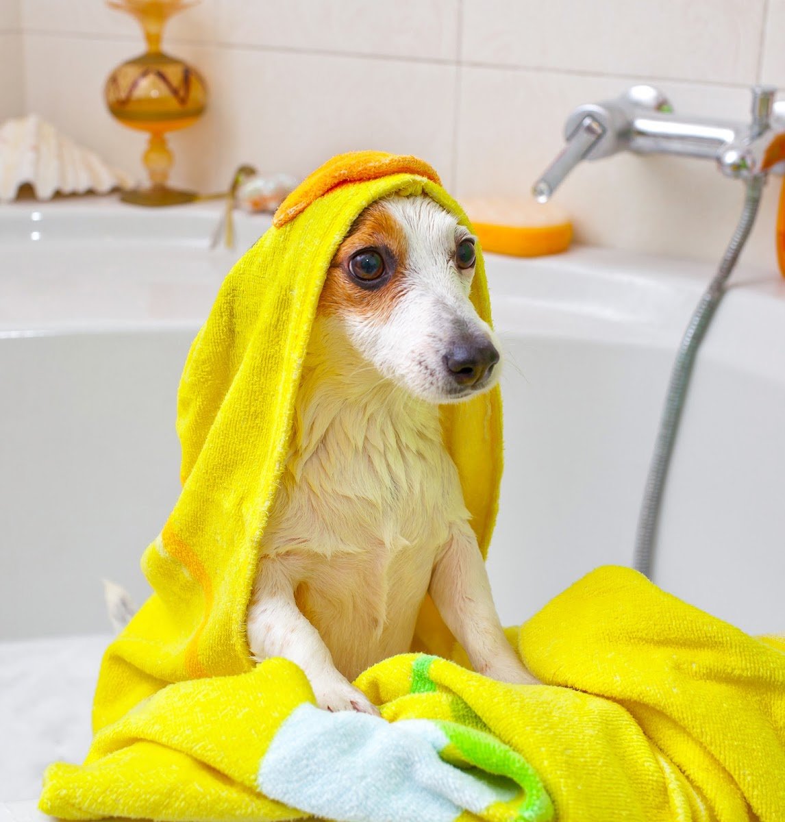 Miauki - Bem-Estar Animal - Foto 2