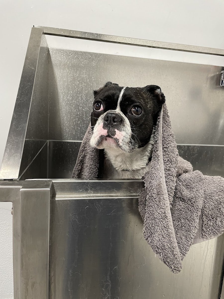 Ikigai Pet Spa - Foto 2