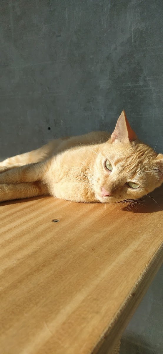 ESPAÇO GATO - Foto 2