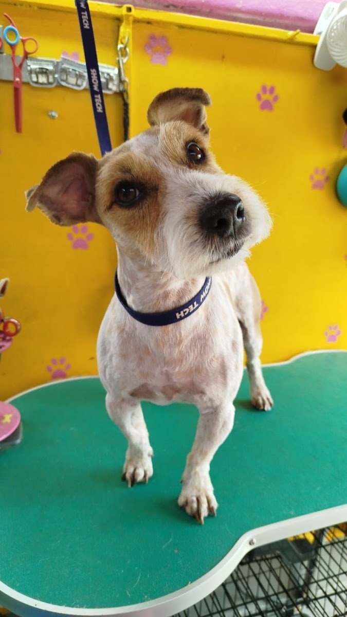 Pet Trailer - Banhos & Tosquias / Grooming - Foto 2