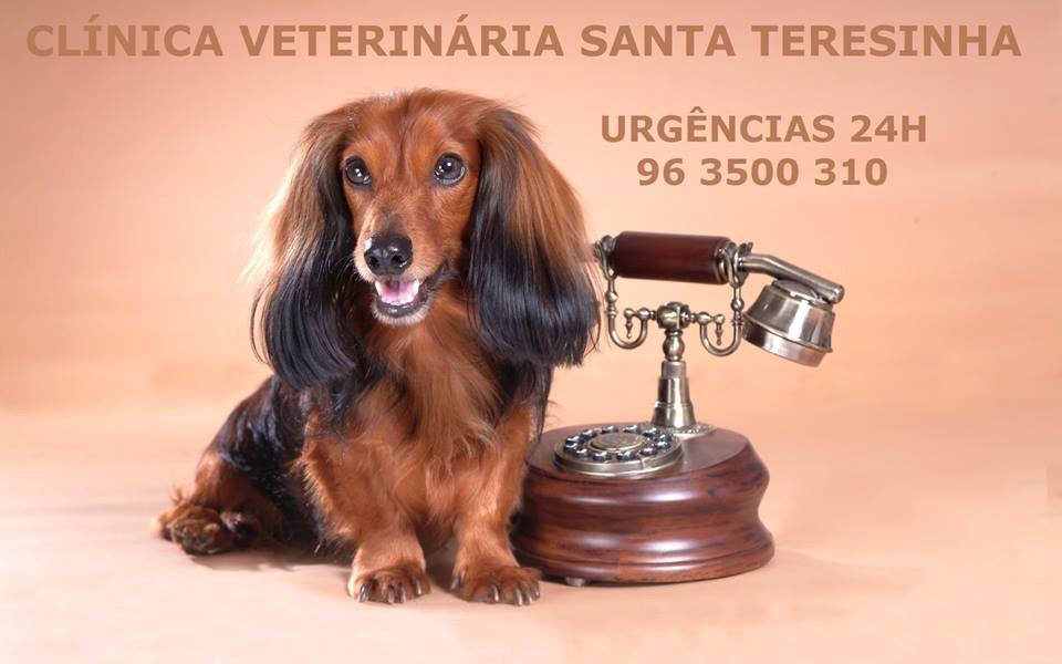 Clínica Veterinária Santa Teresinha - Foto 2