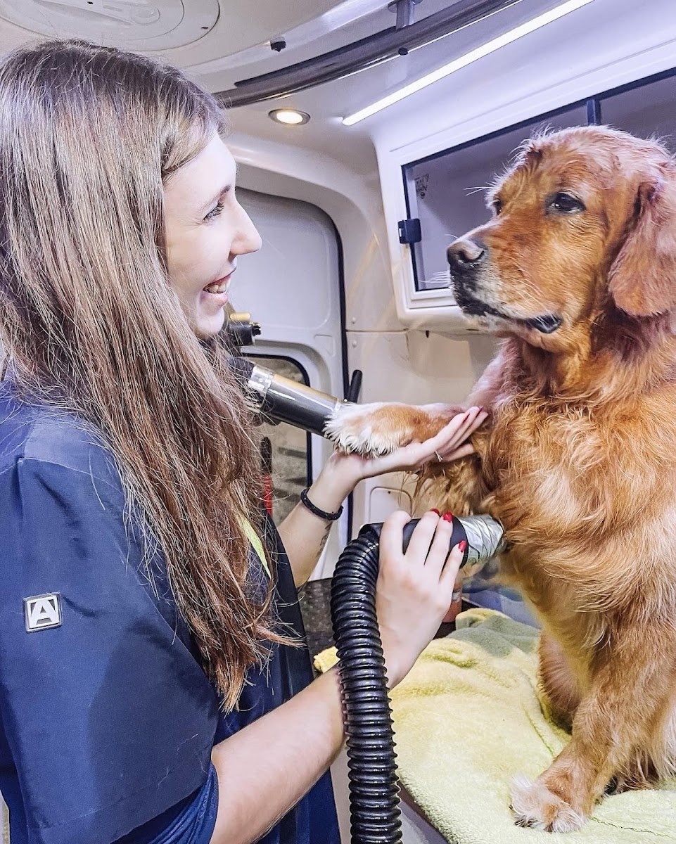 Spa & Cãopanhia ® - Foto 2