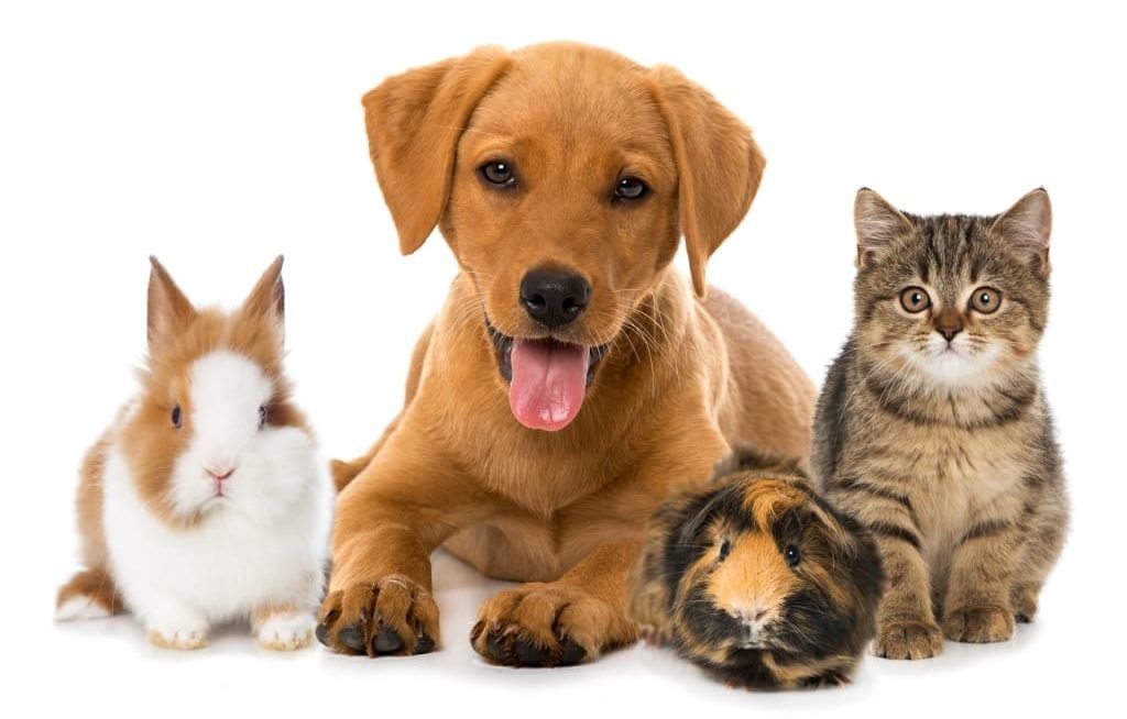 Pet Day - Foto 2