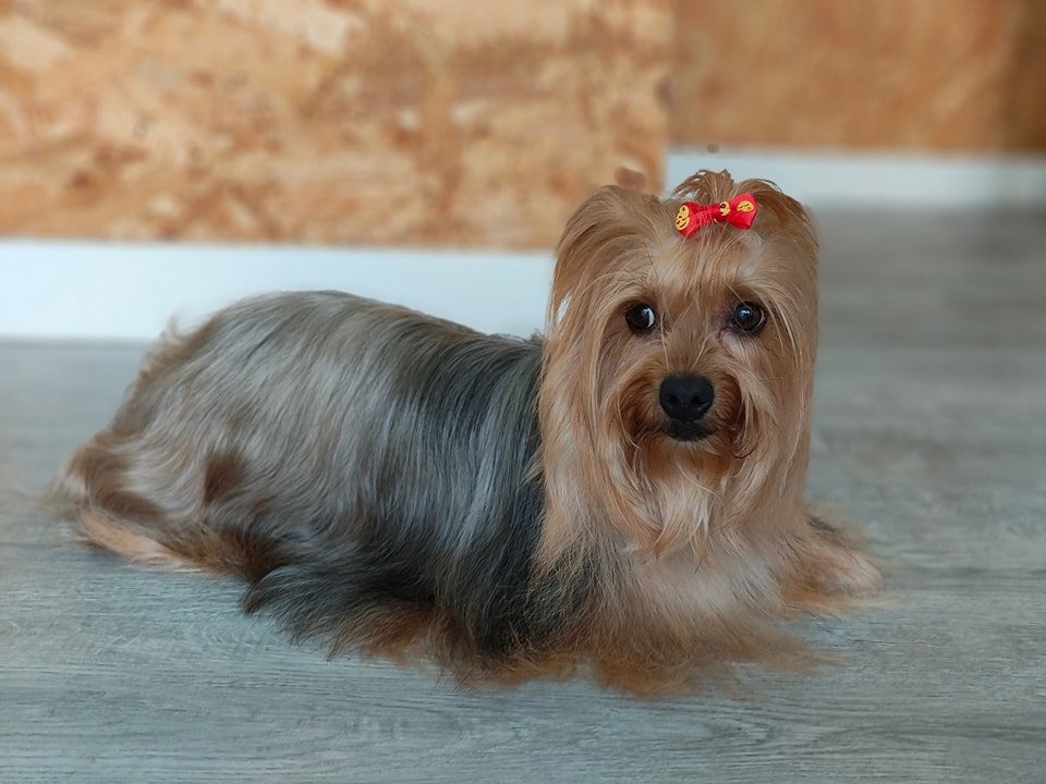 Peludos & Patudos - Foto 2